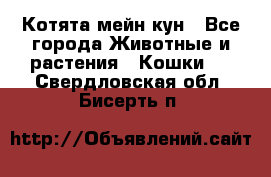 Котята мейн кун - Все города Животные и растения » Кошки   . Свердловская обл.,Бисерть п.